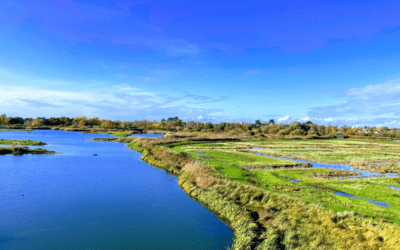 Ucz(y)my się od najlepszych – jak chronic rezerwat w wielkim mieście? * Let’s learn from the Best – How to protect a nature reserve in a big city? – Wojciech Rogowski, SKOF