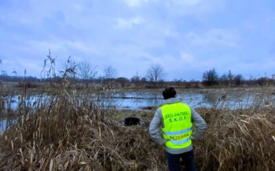 Ścieki komunalne wylały w otulinie Rezerwatu * Municipal sewage overflowed in the Nature Reserve’s buffer zone