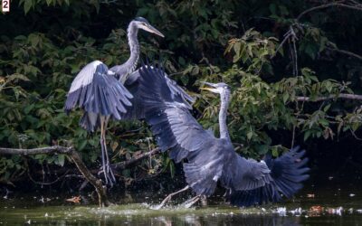 Mistrzowskie fotografie przyrody Rezerwatu * Amazing shots from the Falenty Nature Reserve