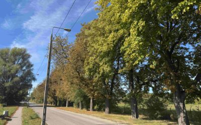 Ochrona szpaleru kasztanowców przed szrotówkiem * Joint Action to protecting a chestnut trees from the leaf miner