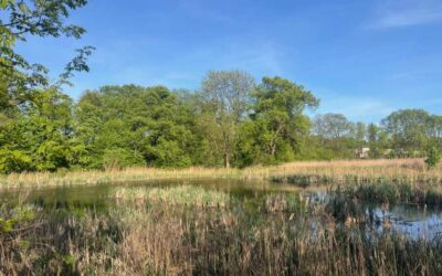 Wniosek o użytek ekologiczny „Rozlewisko Sękocin” * Joint application for ecological use